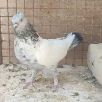 شهری زردوسینه سبز|پرنده|شیراز, اکبر آباد|دیوار