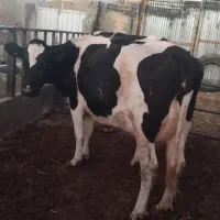 تلیسه گاو شیری  شکم اول به شرط ۳۰ کیلو شیر|حیوانات مزرعه|تربت جام, جلگه موسی آباد|دیوار