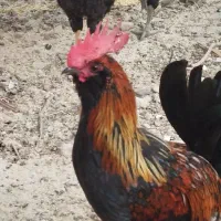 فروش مرغ و خروس محلی