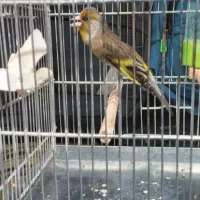 سره قناری دهن لرمست بخون