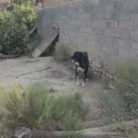 سگ های نگهبانی وو گله  داری|سگ|شیروان (خراسان), |دیوار