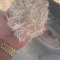 باسلام خدمت دوستان عزیز|حیوانات مزرعه|اهواز, کیانشهر|دیوار