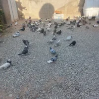 ۱۱۰ کفتر از همه رنگی   دونی ۷۰ تا دونی ۱۵۰ تکی فرق