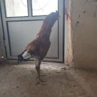 خروس لاری|حیوانات مزرعه|صحنه, |دیوار