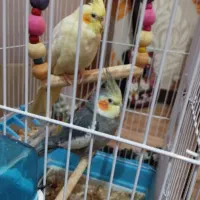 نرو ماده عروس هلندی بالغ