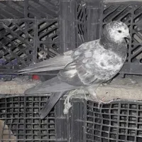 جوجه کبوتر پرشی|پرنده|خوانسار, |دیوار