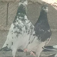 کبوتر پاکستانی جونسیره اصل