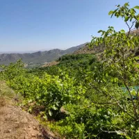 باغ سیسخت|فروش زمین و ملک کلنگی|سی‌سخت, |دیوار