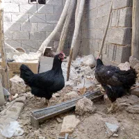 فروش مرغ سیاه برای قربانی   و جوجه محلی