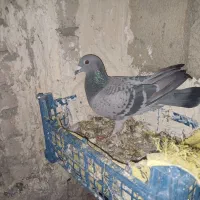 پلاکی و خوشونه|پرنده|پلدختر, |دیوار