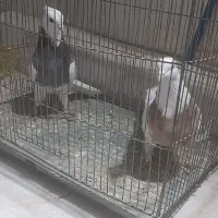 طوقی رنگارنگ|پرنده|قنوات, |دیوار