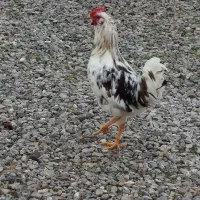 خروس گلین اصیل