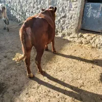 گوساله سیمینتال ماده|حیوانات مزرعه|کرمانشاه, |دیوار