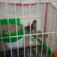 قناری کوتوله مرغ عشق