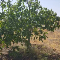 نهال پر کیفیت اصلاح شده|خدمات باغبانی و درختکاری|دره شهر, |دیوار