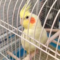 عروس هلندی لوتینو