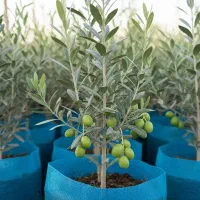 با تخفیف ویژه و هدیه برای خریداران امروز|خدمات باغبانی و درختکاری|فیروزآباد (فارس), |دیوار