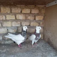 کبوتر طوقی