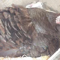 بوقلمون کرچ روی تخم نژاد بورلورن اصل