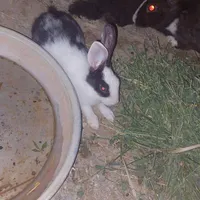 خرگوش