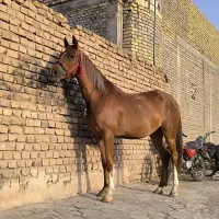 مادیون یک سر