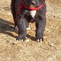 واگزاری سگ نر|سگ|اصفهان, بهارستان|دیوار