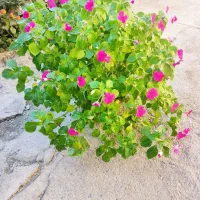 فروش گل|گل و گیاه طبیعی|قلقل رود, |دیوار