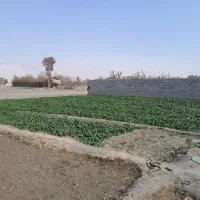 فروش اسفناج بومی در زمین