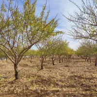 انواع طرح عمان خام،مثمر|فروش دفتر صنعتی، کشاورزی، تجاری|سامان, |دیوار