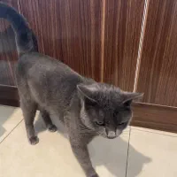 گربه بریتیش اسکاتیش|گربه|رشت, بلوار گیلان|دیوار