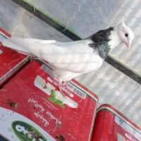 طوقی نر سرور