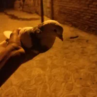 طوقی ماده