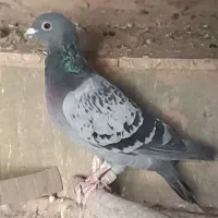 کفتر پلاکی