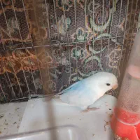 یک عدد طوطی برزیلی رنگ خواص