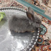 خرگوش  لوپ فیلی|موش و خرگوش|اردکان, |دیوار