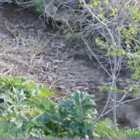 فروش زمین مناسب باغ ویلا قطعات ۵۰۰ الی ۲۴۰۰ متری