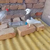 کفتر طوقی وپرشی