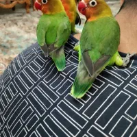 طوطی برزیلی