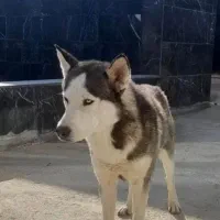 سگ هاسکی نر بسیار باهوش رایگان واگزار میشود