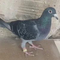 مسافتی درجه یک