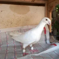 هومر کله اسبی