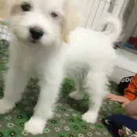 سگ شیتزو تریر|سگ|محمدیه-قزوین, |دیوار