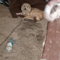 نوع سگ|سگ|قروه, |دیوار