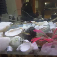 ماهی گوپی.|ماهی|قزوین, |دیوار