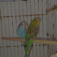 مرغ عشق|پرنده|مرودشت, مسکن مهرگان|دیوار