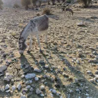 الاغ خر|حیوانات مزرعه|شیراز, کیان آباد|دیوار