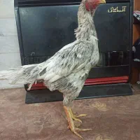 مرغ و خروس لاری طوسی