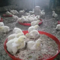 فروش جوجه مرغ گوشتی۲۰روزه