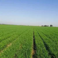 یک قطعه زمین ب مساحت 9هکتار