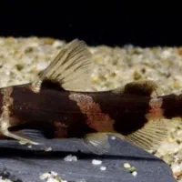 ماهی کت بامبل